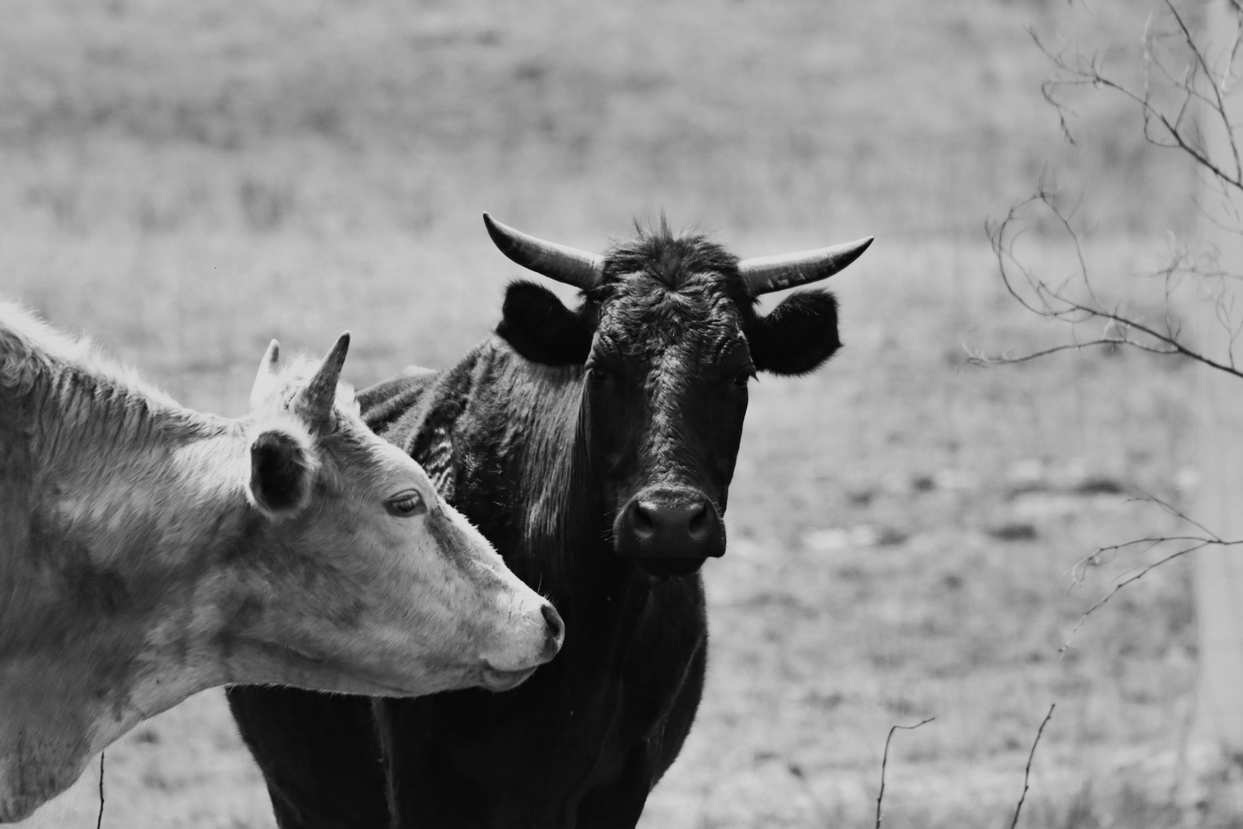 A black and white photo of a calf and a cow in a field, with the cow facing the camera.
