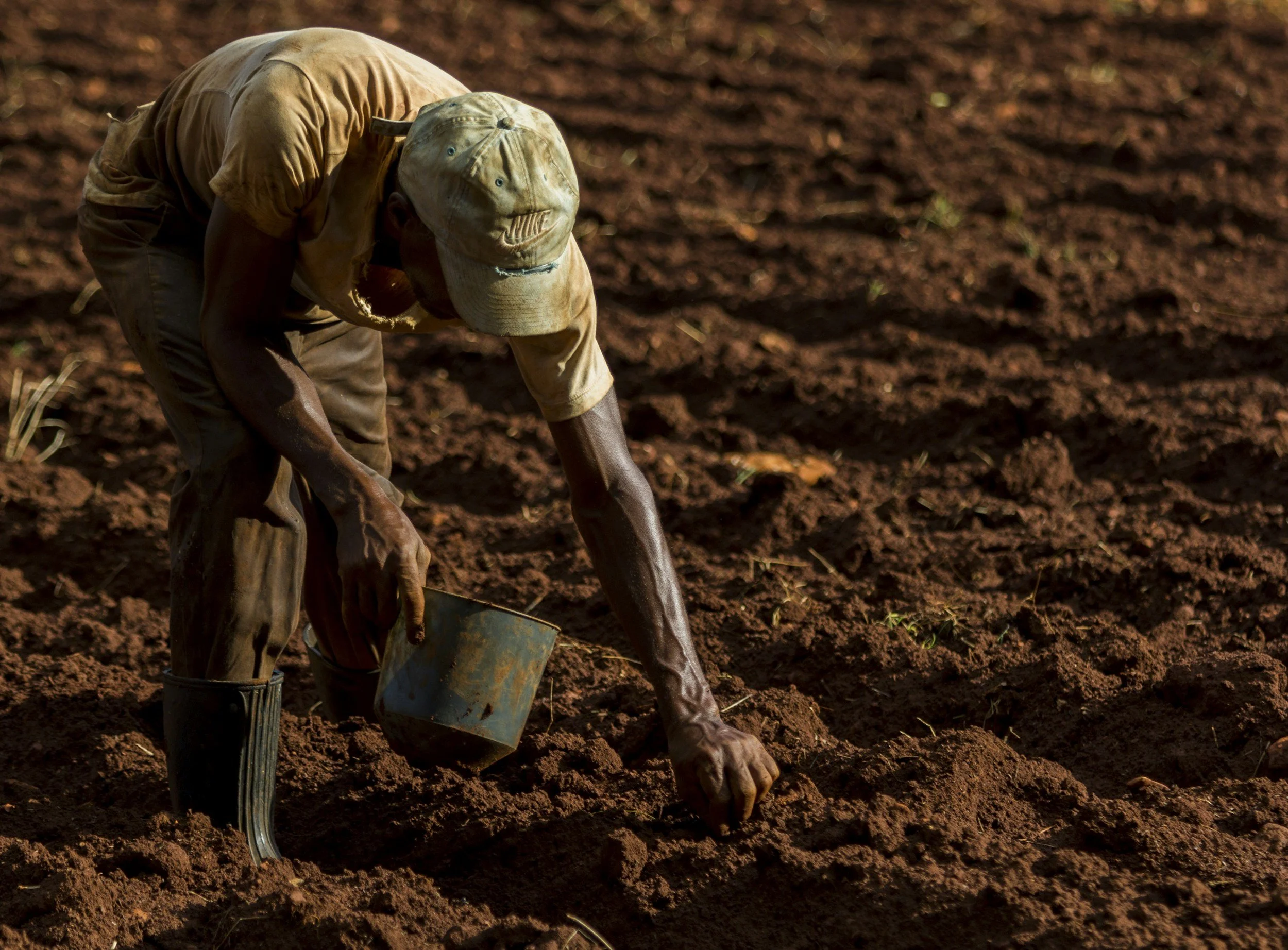 A person wearing a beige cap and shirt, black boots, planting seeds in a tilled field. The person is bending forward, using their hands to plant. The soil is reddish-brown and freshly tilled.