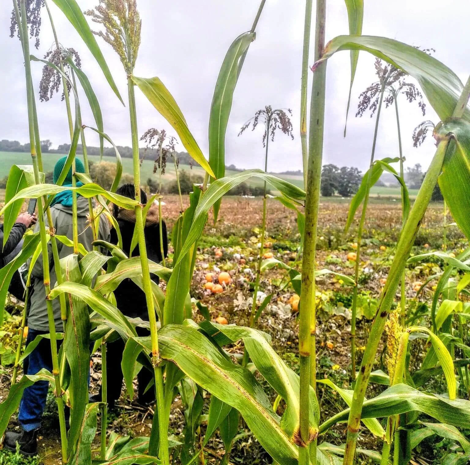 For a truly fair food system, BPOC farmers need to flourish