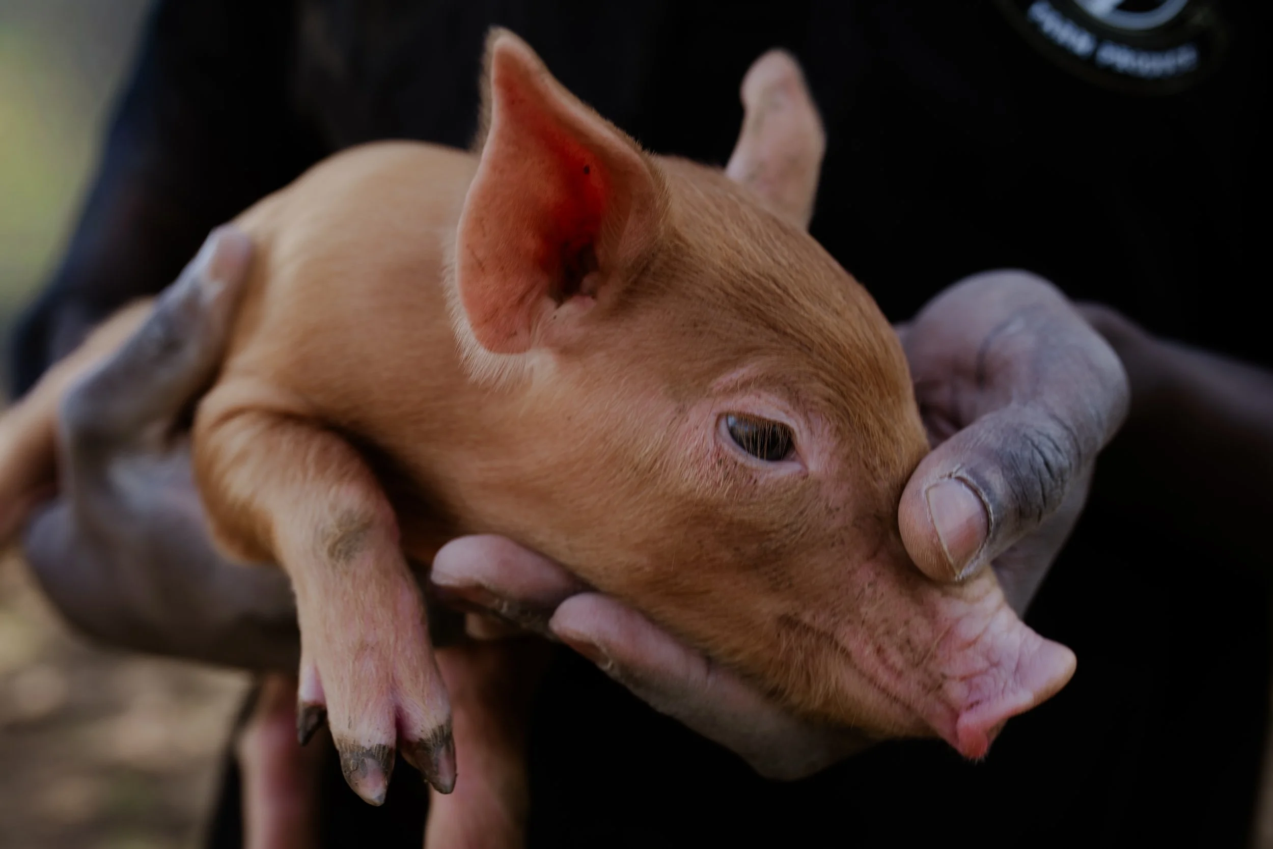 Photo Credit: Tynefield Farm, Photographed by Phoebe Davies for Culture Roots Collective, 2026