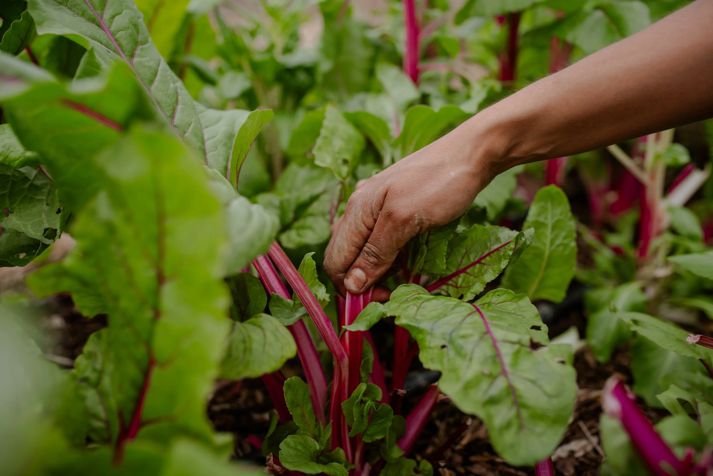 Photo Credit: Woodland Farm, Photographed by Phoebe Davies for Culture Roots Collective, 2026