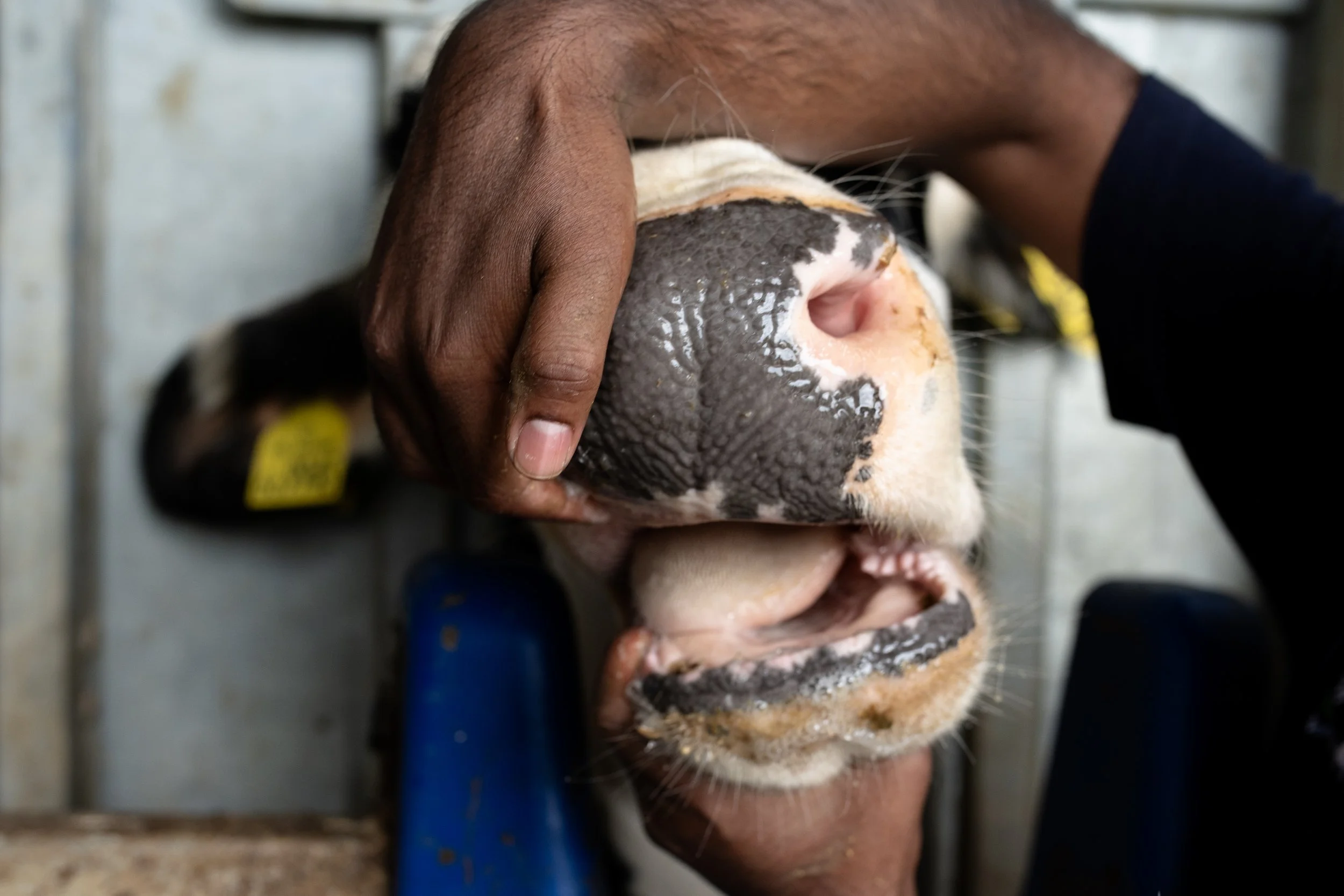 Photo Credit: Veterinary students and scholars, Photographed by Phoebe Davies for Culture Roots Collective, 2026