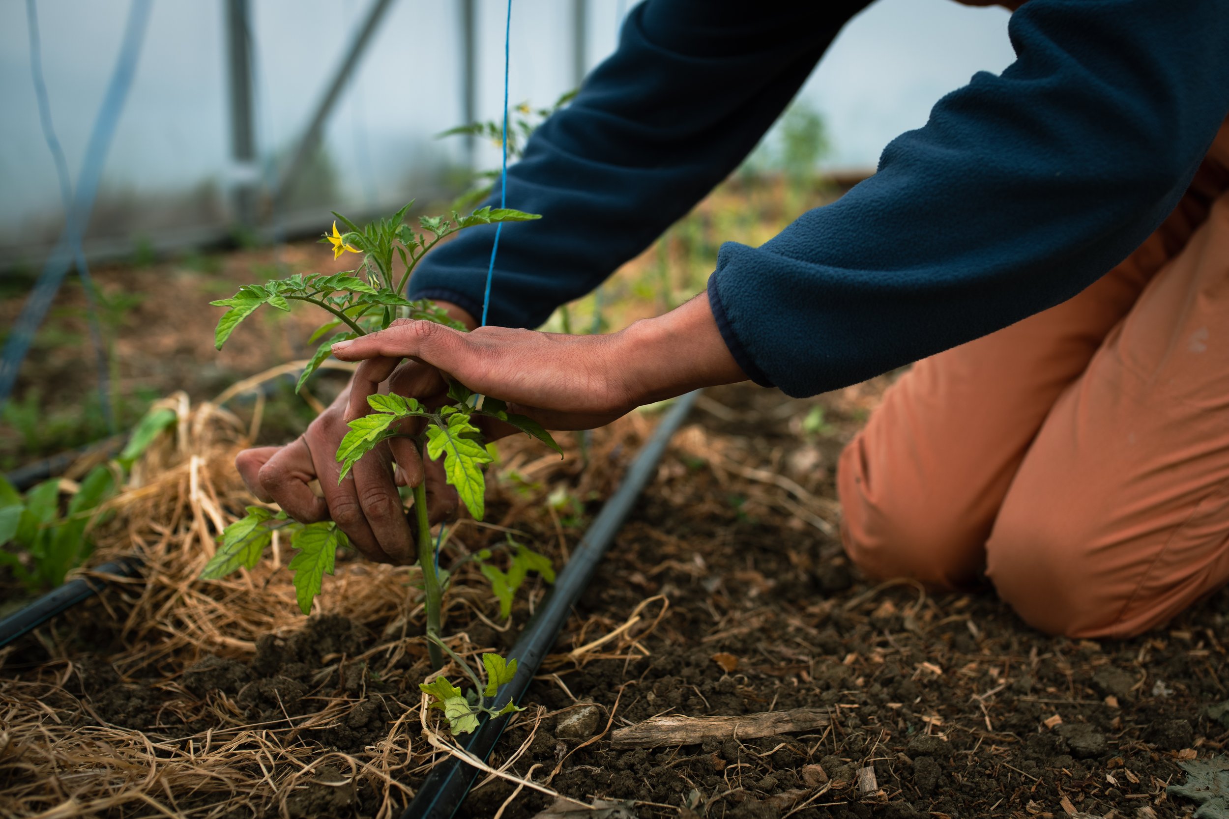 Photo Credit: Woodland Farm, Photographed by Phoebe Davies for Culture Roots Collective, 2026