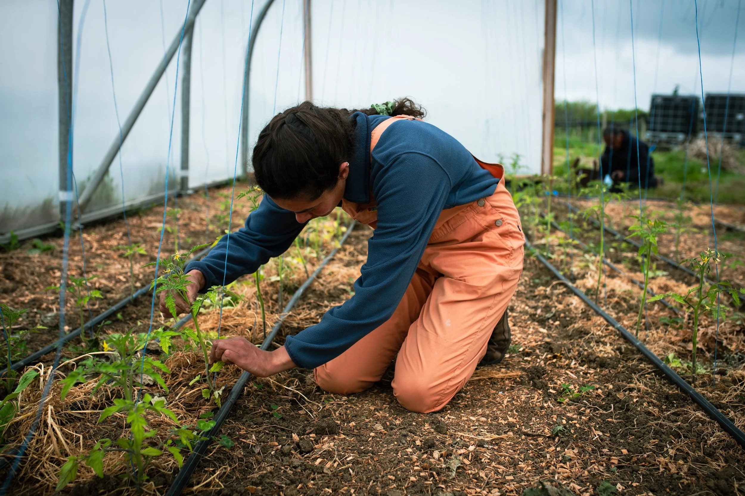 Photo Credit: Woodland Farm, Photographed by Phoebe Davies for Culture Roots Collective, 2026