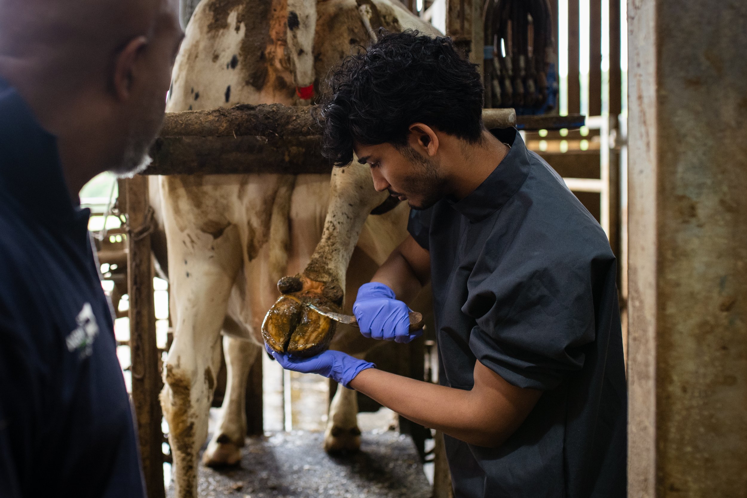a young brown skinned veterinary student wearing blue gloves treats a cow's hoof while an older man observes