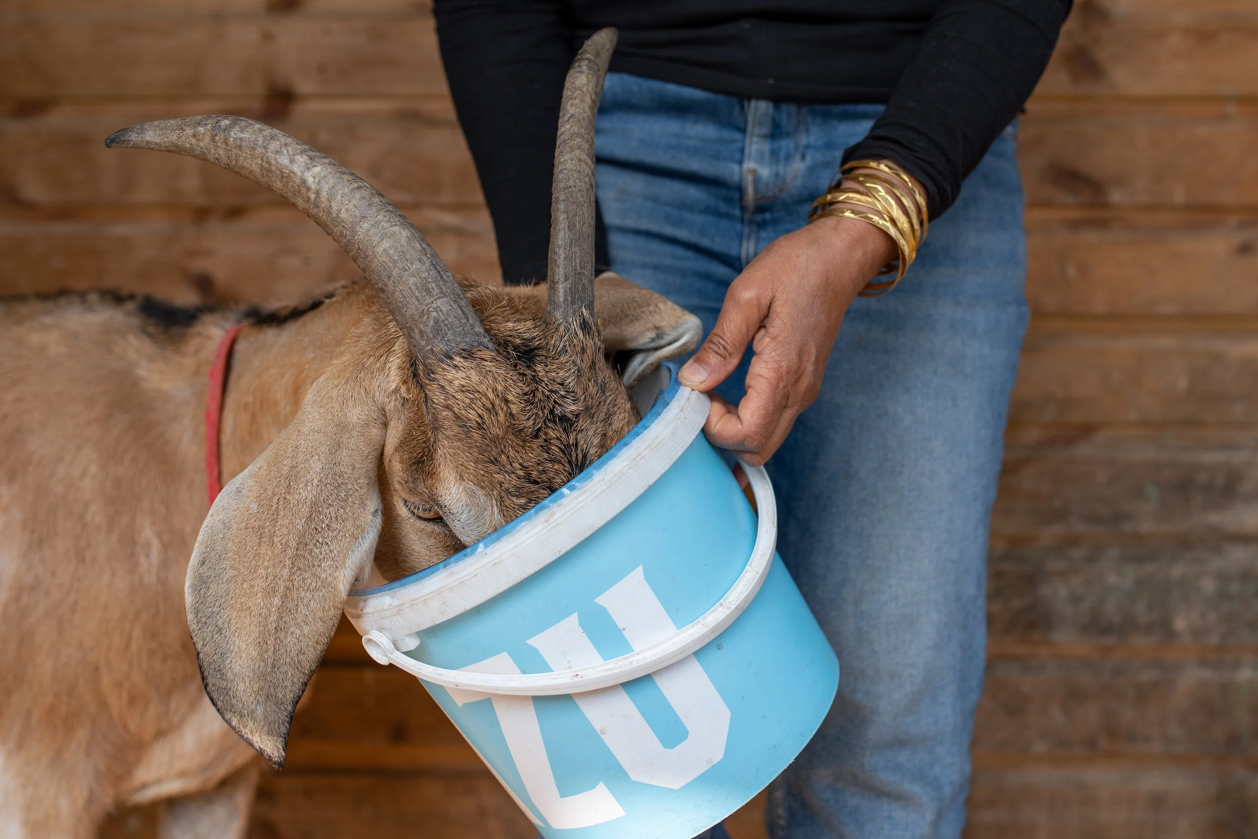 Photo Credit: Willowbrook Farm, Photographed by Phoebe Davies for Culture Roots Collective, 2026
