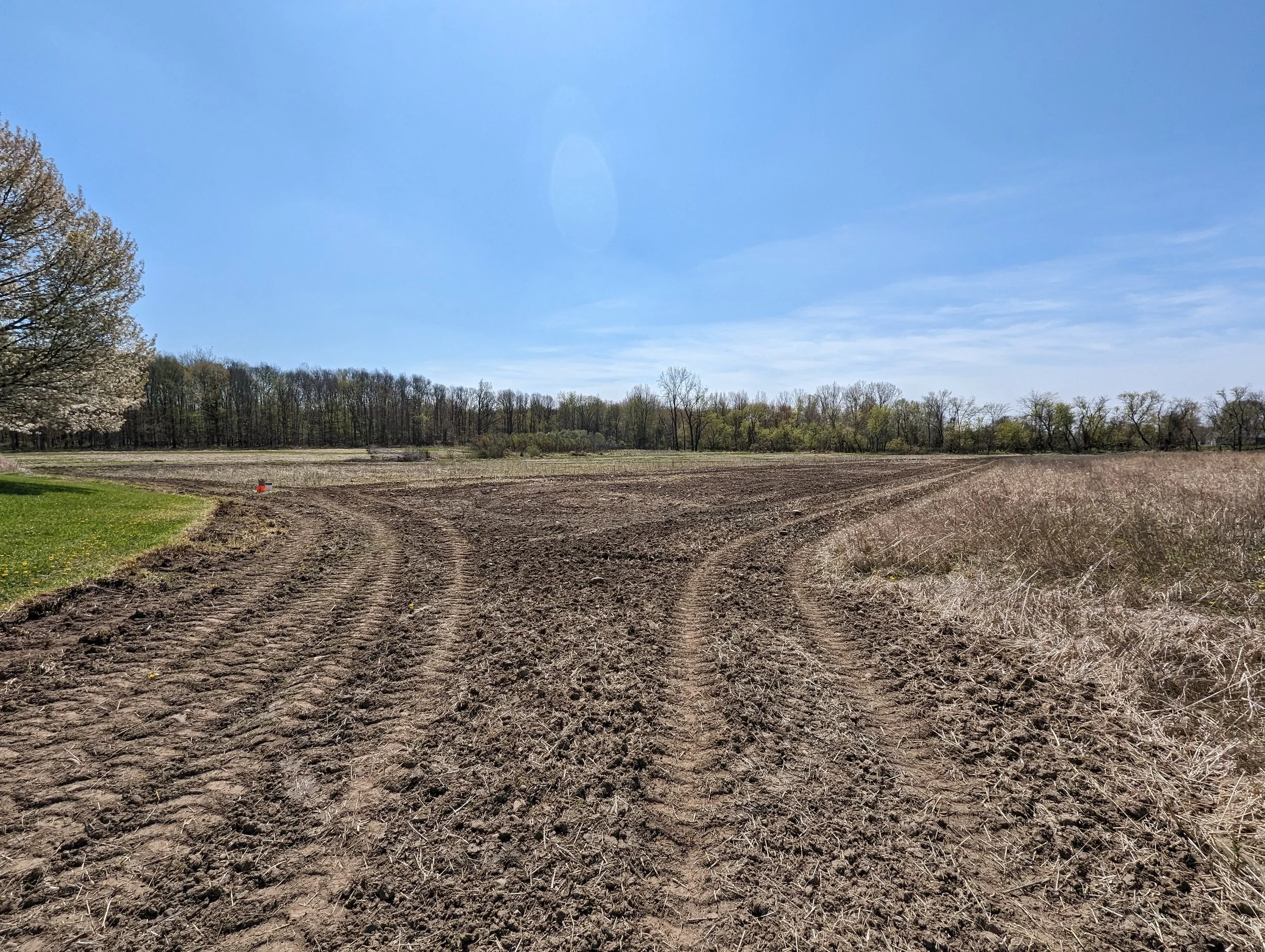 How to Prepare for a Late Spring Switchgrass Planting