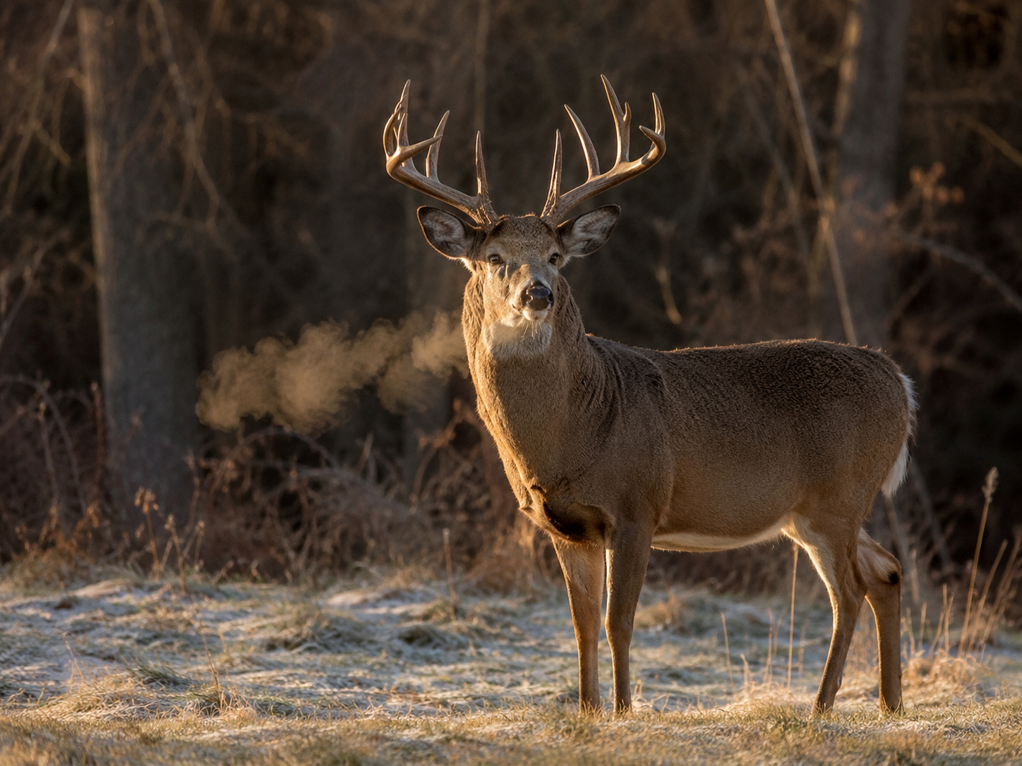 Public Land Deer Hunting Tips: 12 Lessons from Hunters Who Do This Every Season