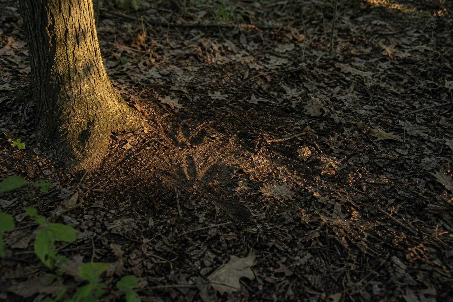 Low golden sunlight falls on a leaf-strewn forest floor beside a tree trunk, casting a faint shadow across the ground.