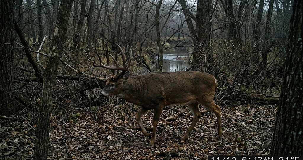 Trail camera photo of a mature 10-point whitetail buck in a Kansas river bottom timber corridor during November rut with swollen neck and a timestamp showing 6:47 AM at 34 degrees