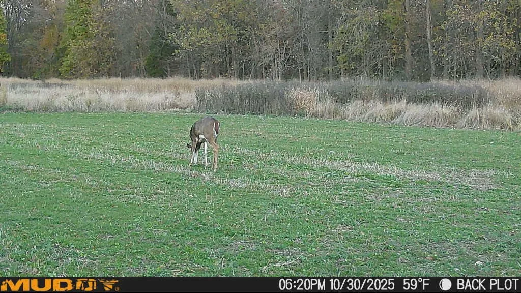 Muddy trail camera photo of a whitetail doe feeding on a thin green food plot on October 30 with native grass edge and hardwood timber in the background on a southwest Michigan property