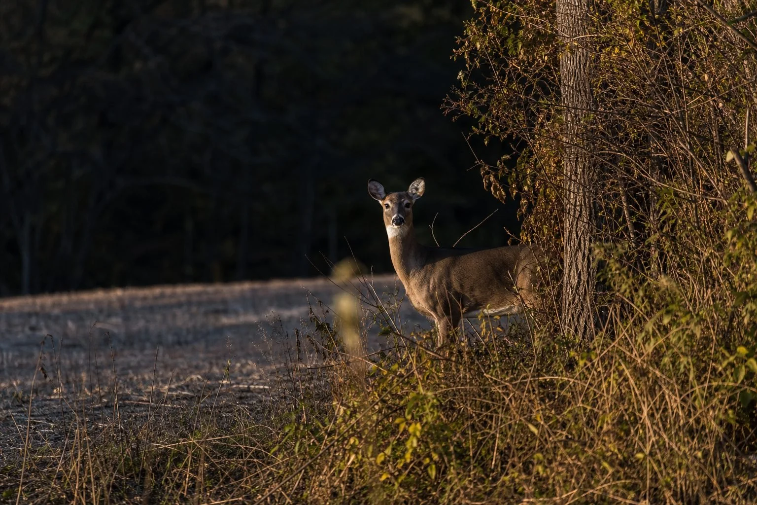A whitetail deer in public land habitat, for clothing, layering, and boots for walk-in hunts