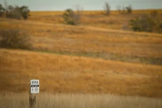 Kansas WIHA walk-in hunting access sign posted at the edge of a CRP grass field with a cedar and cottonwood shelter belt in the background and a harvested wheat field across the county road