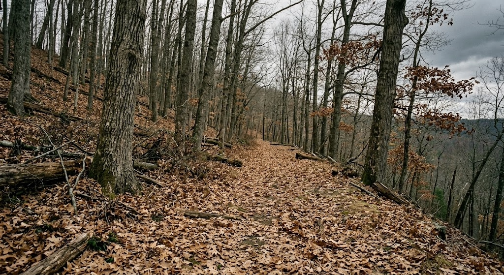 A leeward bench on a steep hardwood ridge in November, a flat shelf of bedding terrain that shows up as spread contour lines on a topo map.