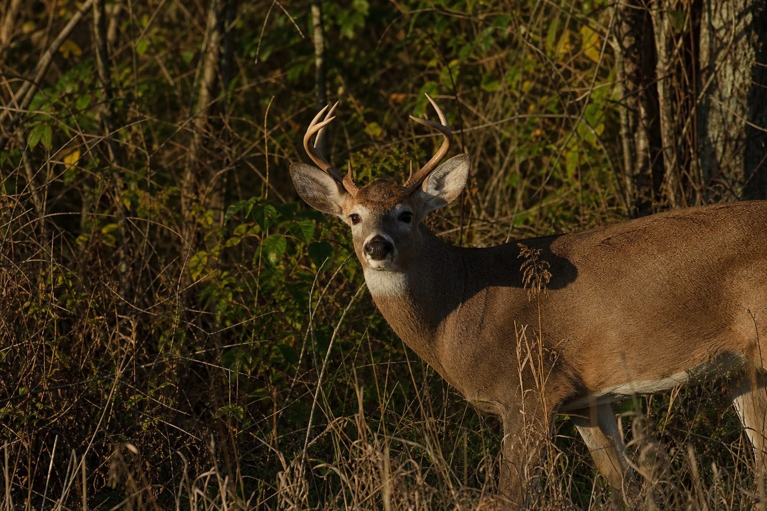 A white-tailed buck with branched antlers stands alert in dry grass and brush, lit by warm autumn light.