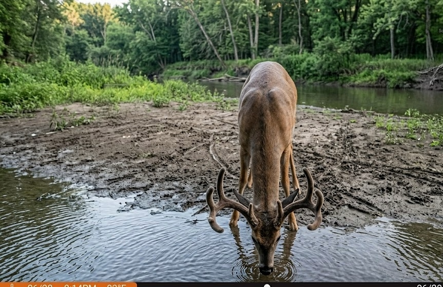 Narrow creek crossing on public hunting land with a  trophy whitetail buck multiple deer tracks pressed into the mud banks on both sides showing regular two-way travel with trails leading into timber