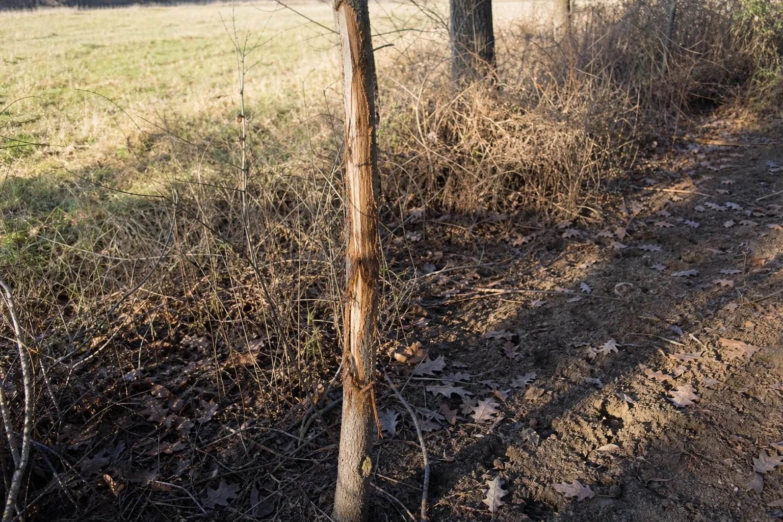 A whitetail deer in public land habitat, for pack, field dressing, and meat recovery