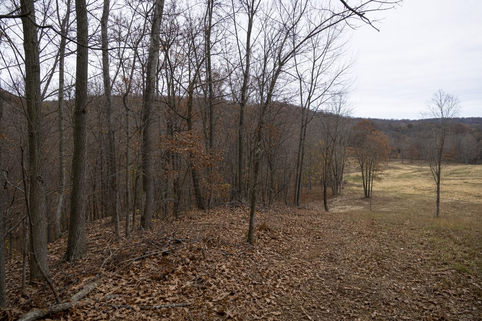 Leaf-strewn slope of bare hardwoods overlooks a tan, open field under a gray late-fall sky.