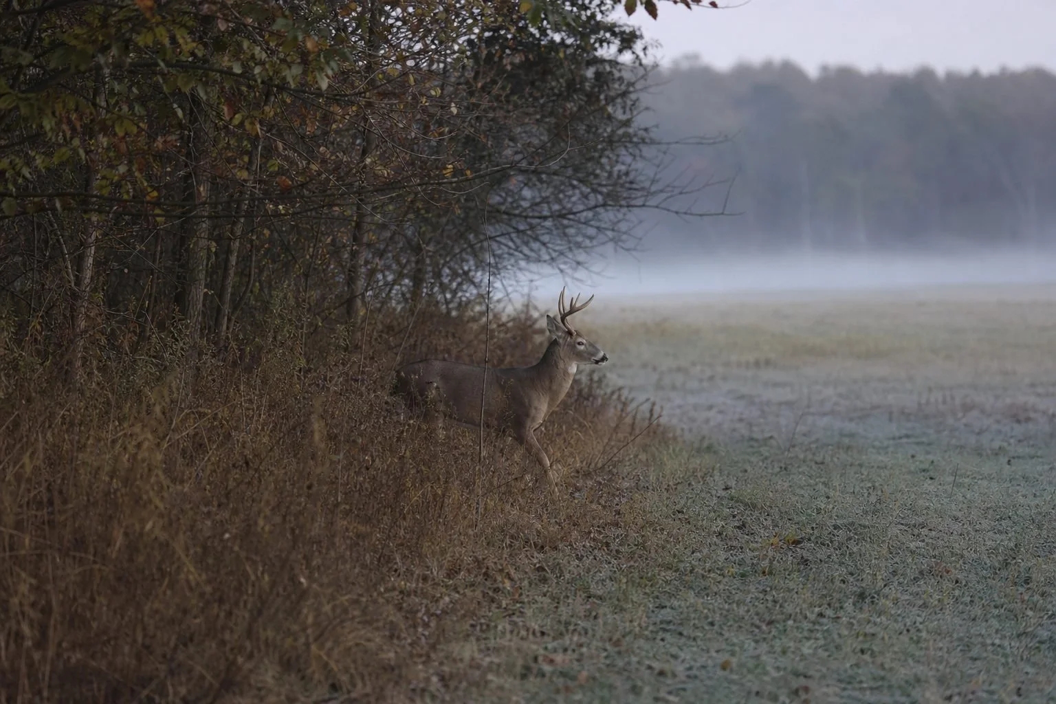 A whitetail deer in public land habitat, for how this full public land hunting gear list is organized