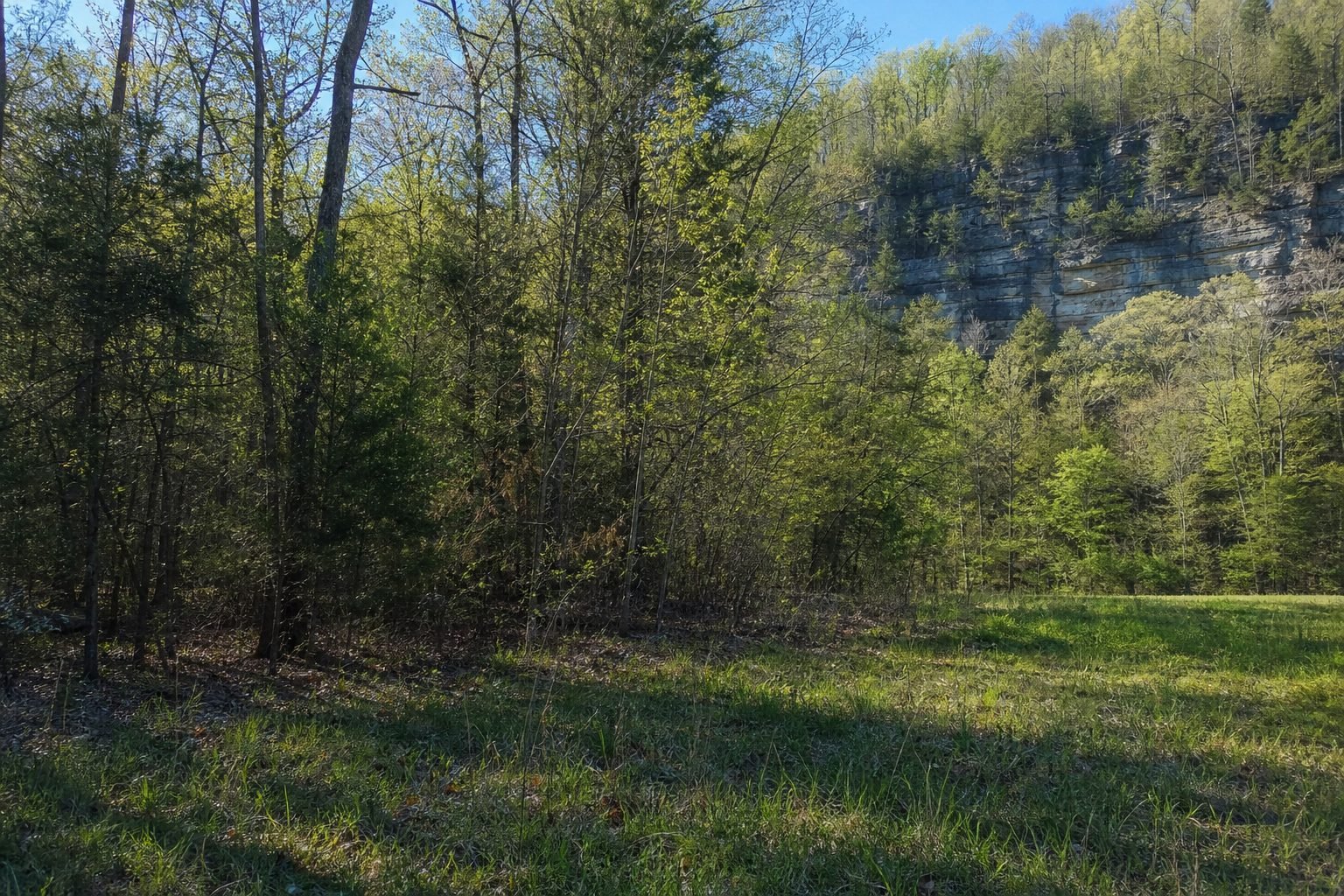 Sunlit grassy clearing at the edge of a spring woodland, with budding trees and a tall rocky bluff rising behind them.