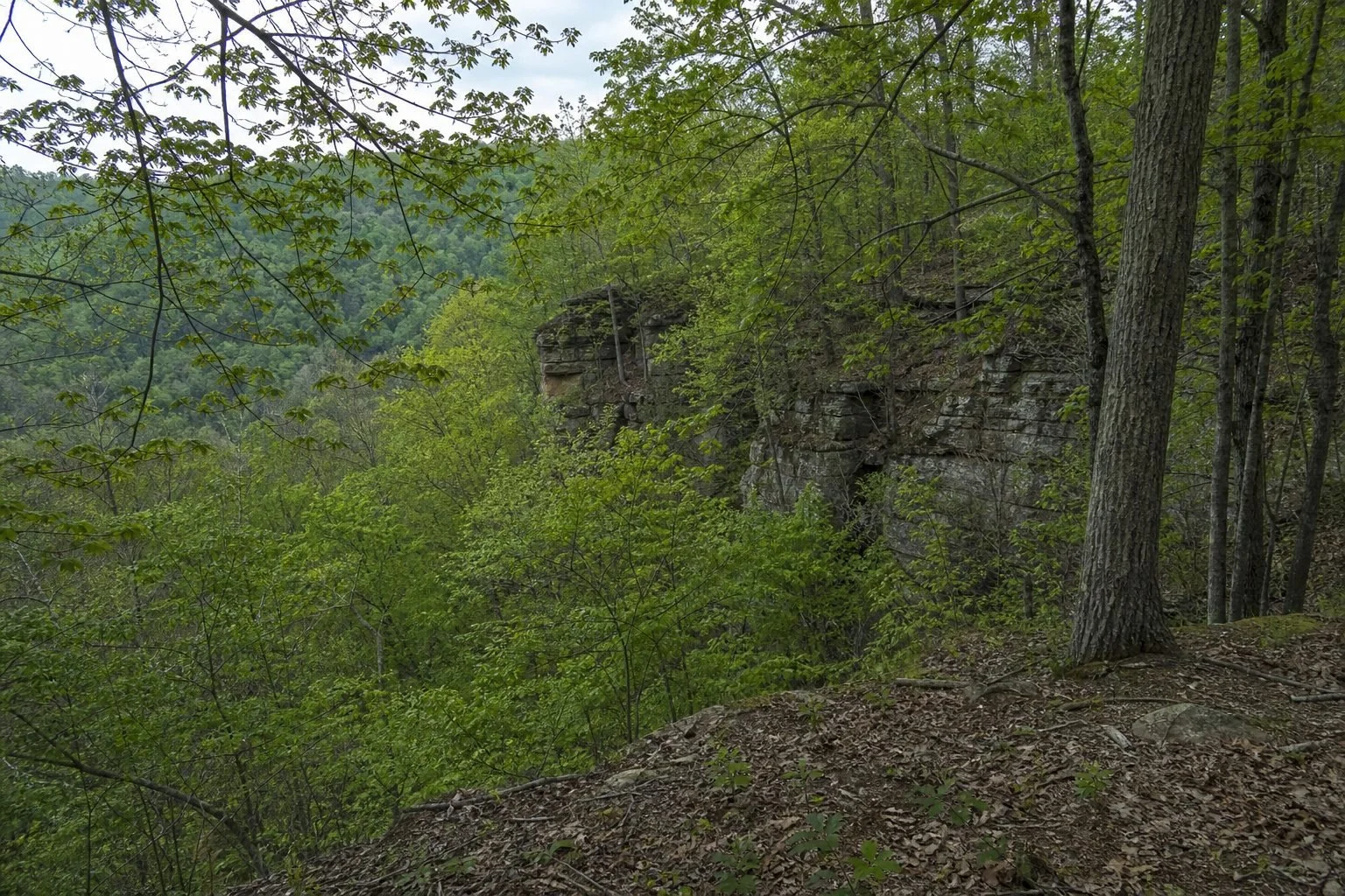 Green spring forest with leafy trees and a tall sandstone bluff rising above a slope covered in brown leaf litter.