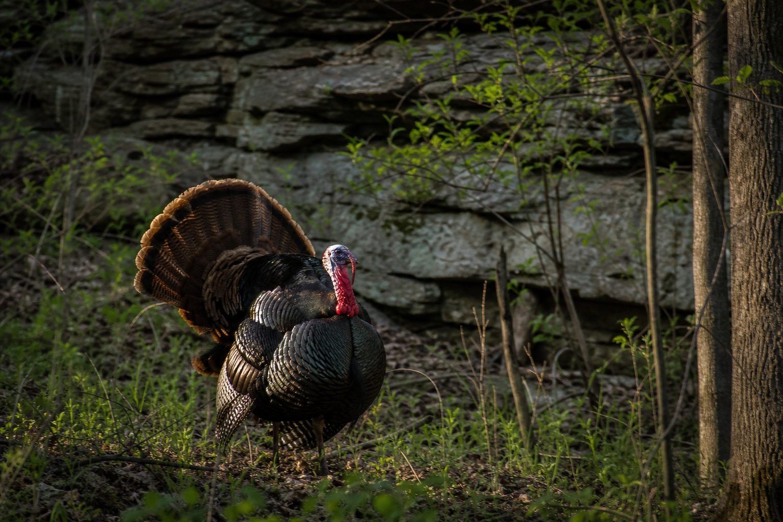 Wild tom turkey fanned out with its tail feathers spread, strutting past a rocky bluff and young green saplings in a wooded.