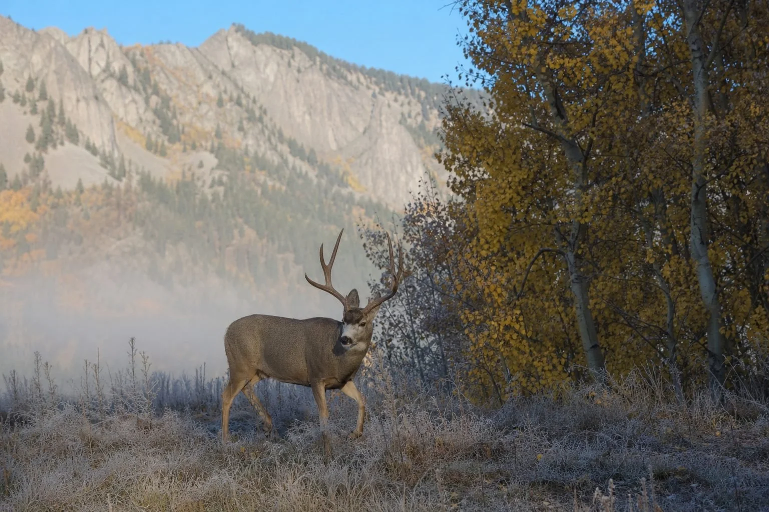 A mule deer buck in public land habitat, for why the best public land for deer hunting in colorado starts with the unit