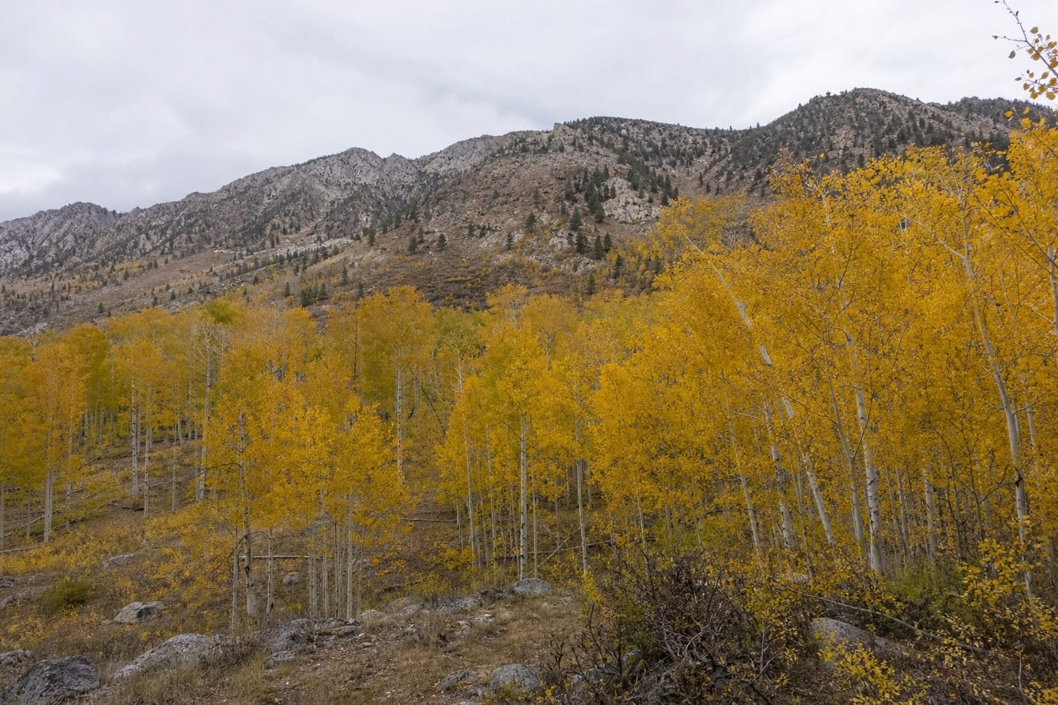 Public hunting land landscape for western slope mule deer: the public units worth your points
