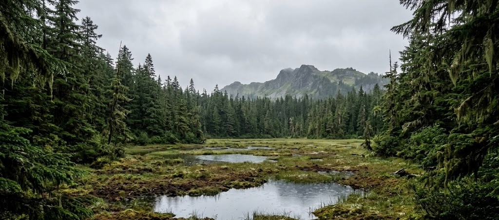Muskeg opening surrounded by old-growth rainforest in the Tongass National Forest, prime Sitka blacktail habitat for Alaska public hunting areas in Southeast.