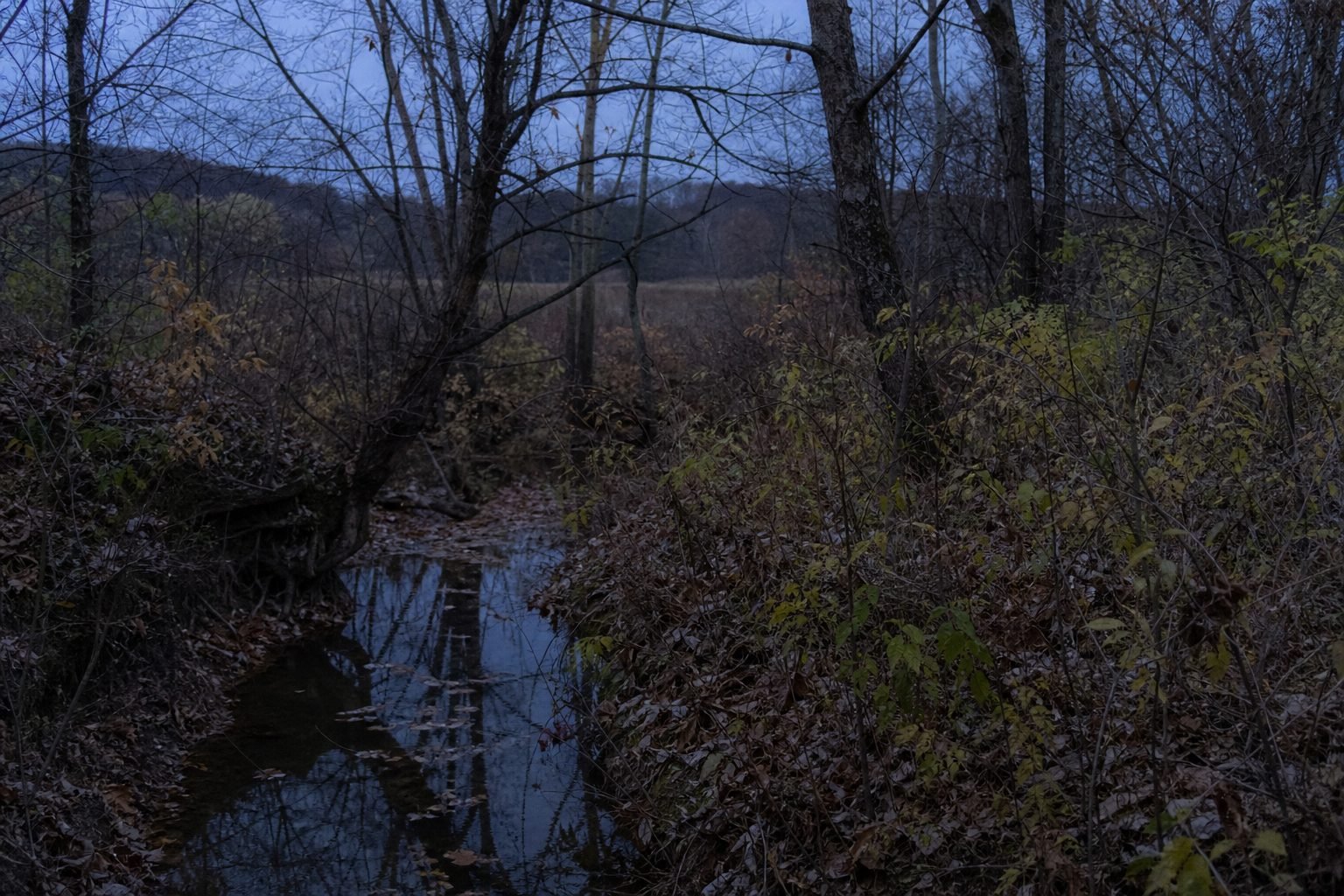 Narrow creek at dusk winds through bare woods, dark water reflecting leafless trees and brown leaves on the banks.