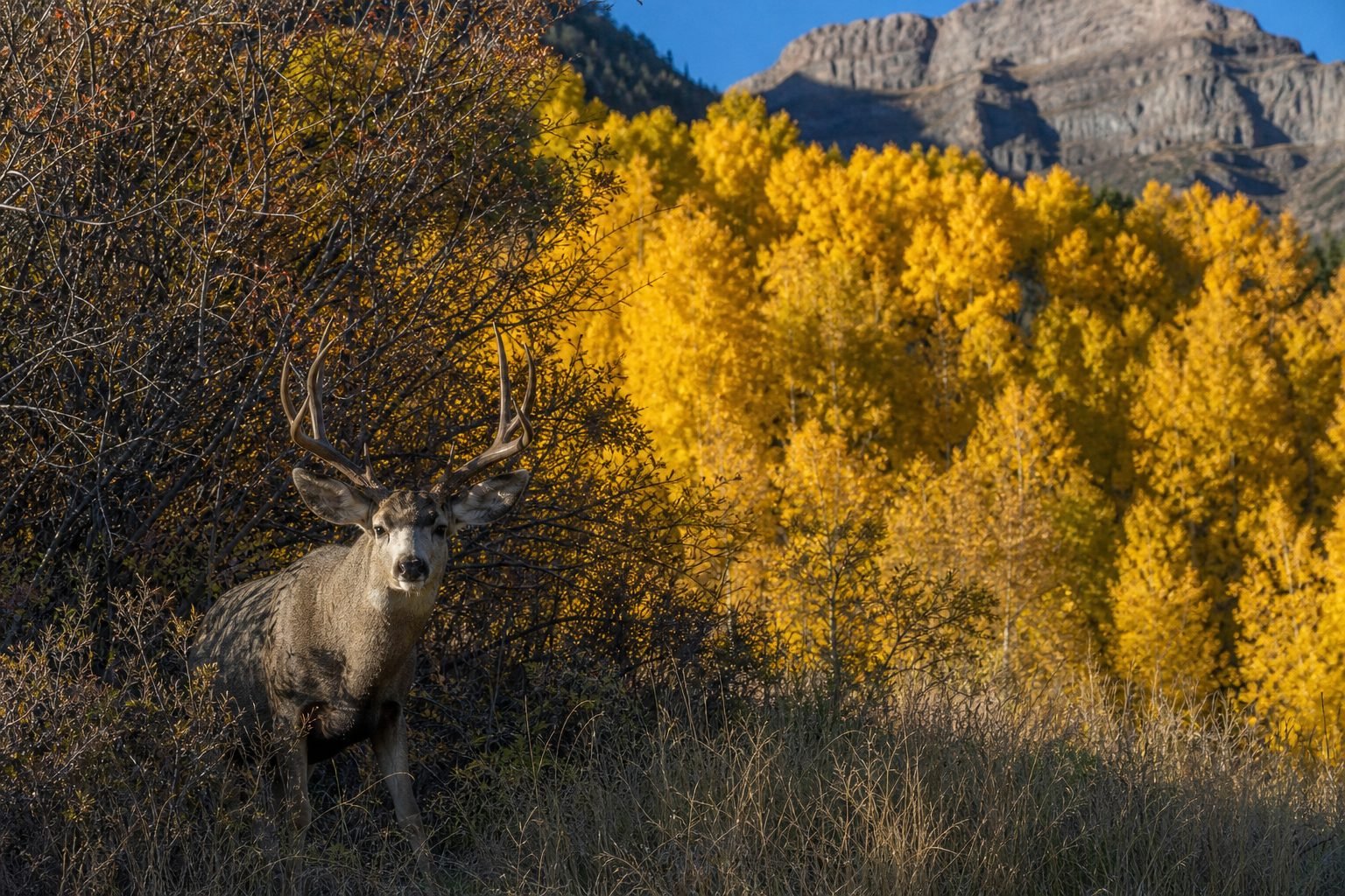 A mule deer buck in public land habitat, for eastern plains whitetails: river bottoms and state wildlife areas