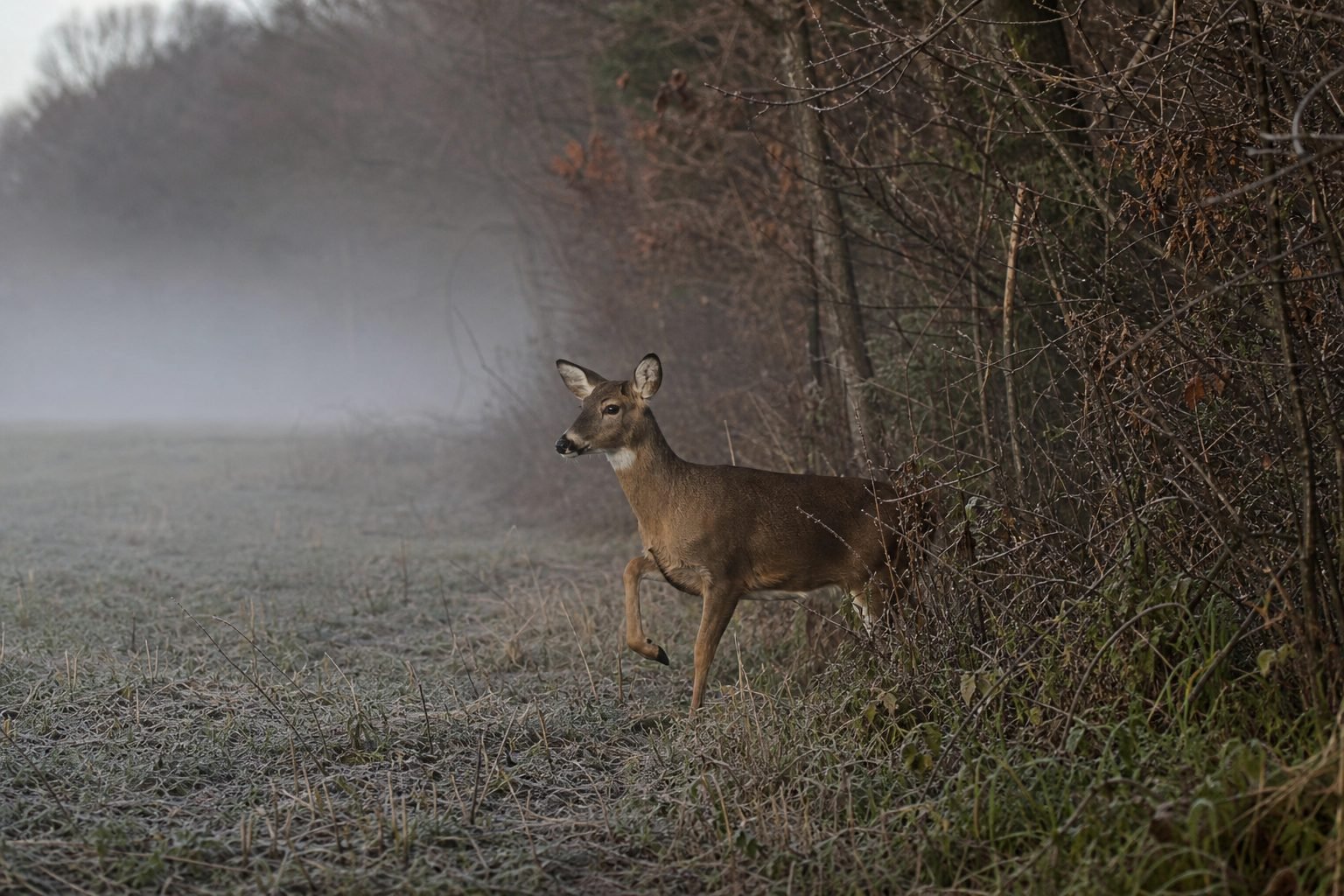 A deer walks along a frost-covered field edge through morning fog, beside bare, brown trees and brush.