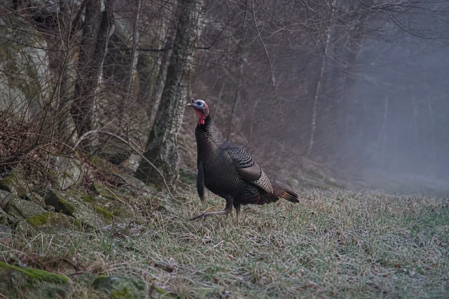 Wild turkey gobbler walking through frosty grass beside a mossy rock ledge and bare trees in misty early morning woods.