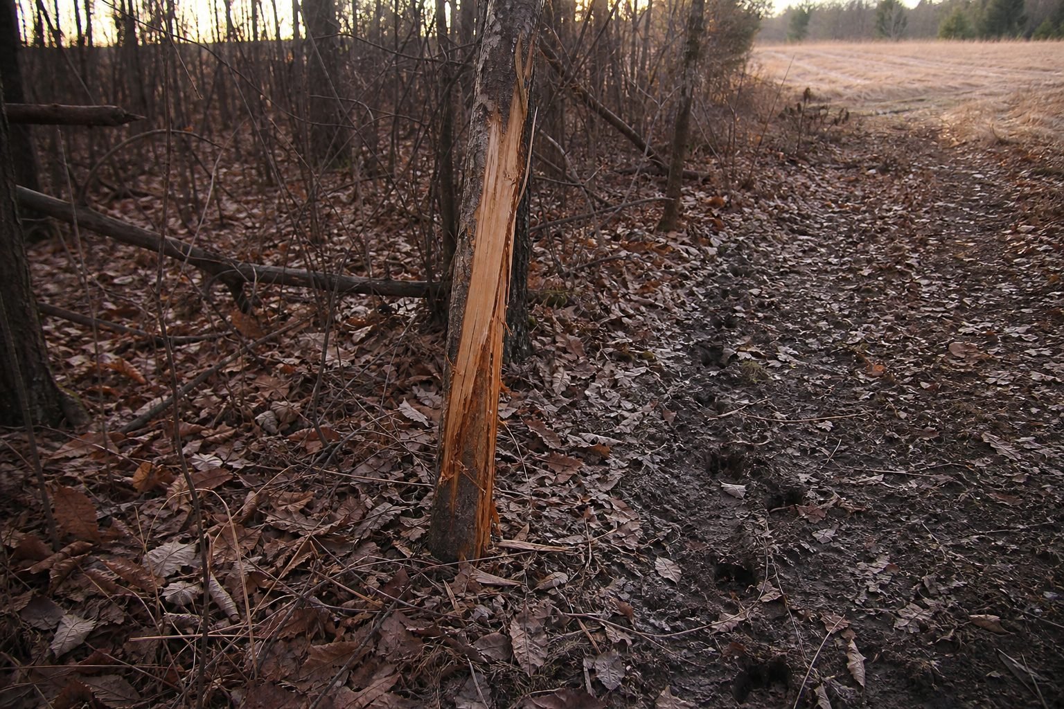 Bark torn from a tree trunk exposes pale wood beside a muddy trail through leaf litter at a bare woodland edge.