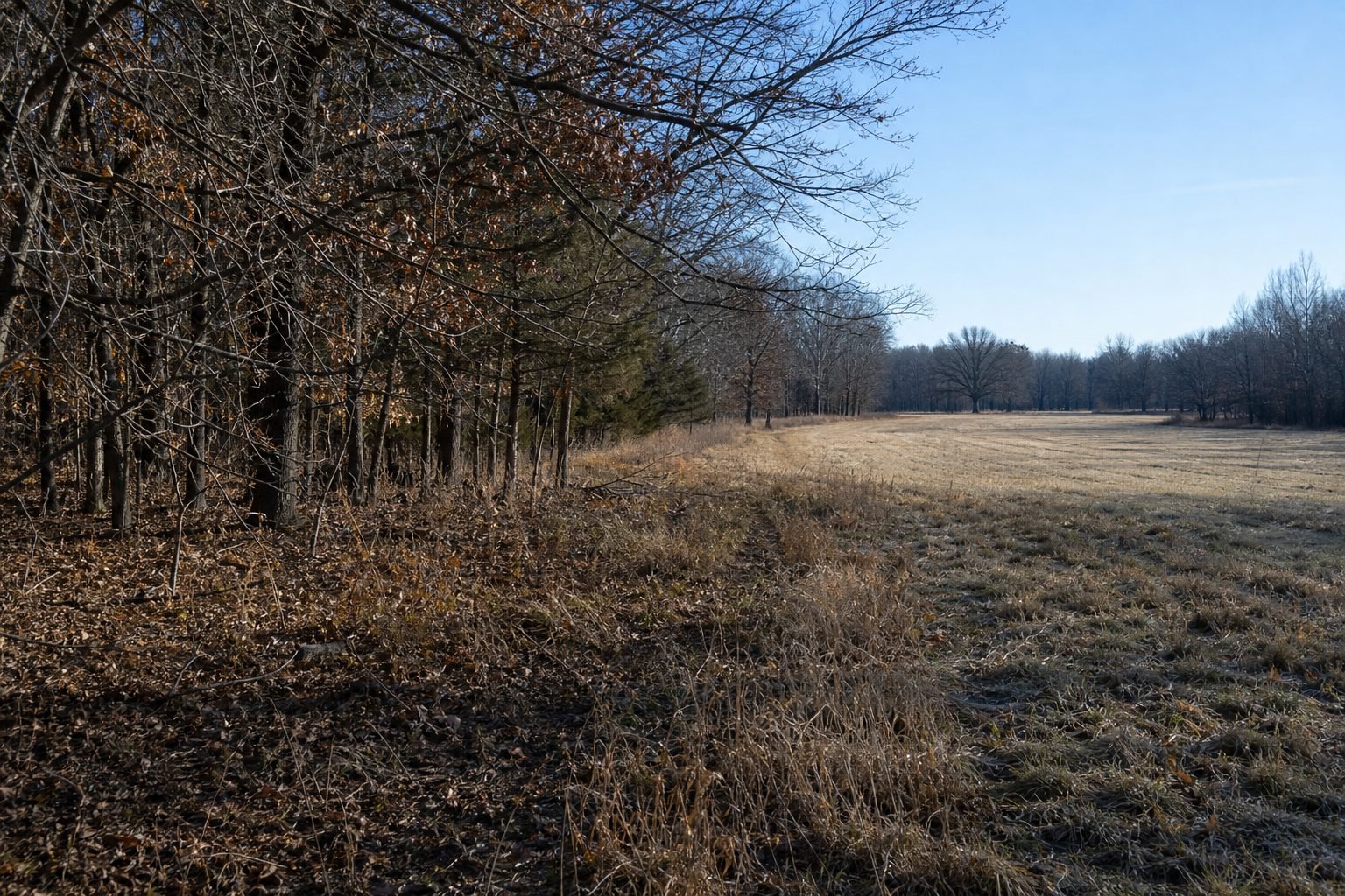 Dry, frost-dusted grass and fallen leaves border a bare-branched woodland edge beside an open field under a clear winter sky.