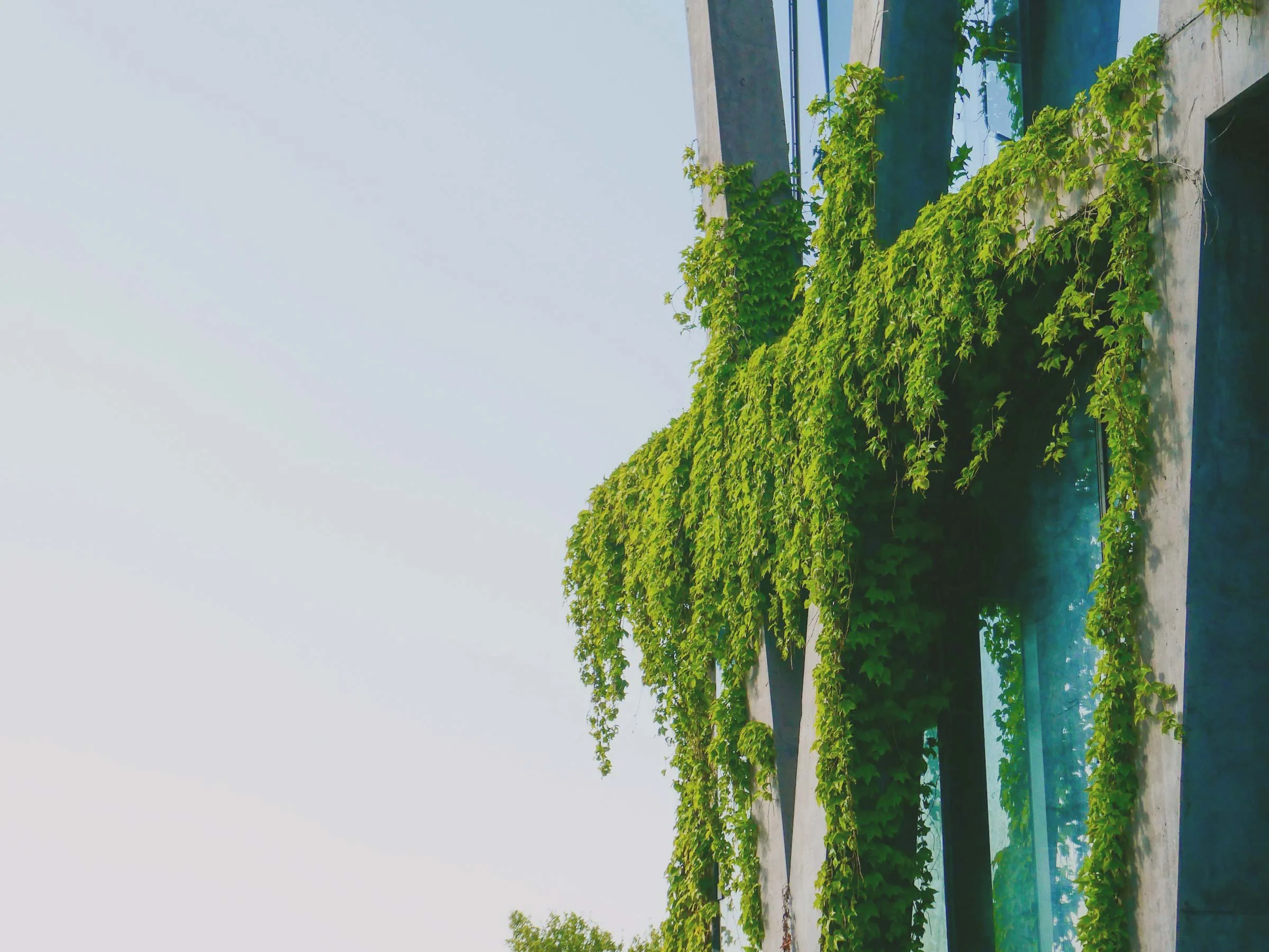 Building facade covered with green climbing plants and large windows