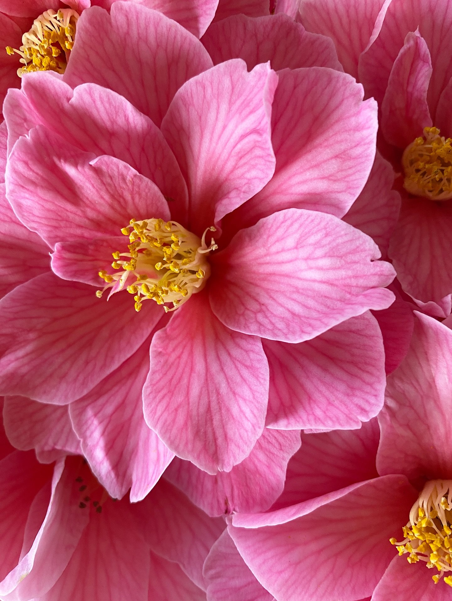 My beautiful camelia&rsquo;s have not pressed as well i&rsquo;d hoped - any tips for next time😅? ⁠
I&rsquo;ve managed to salvage a few but i was really hoping to feature more of these gorgeous pink flowers in my upcoming pieces. That&rsquo;s the nat