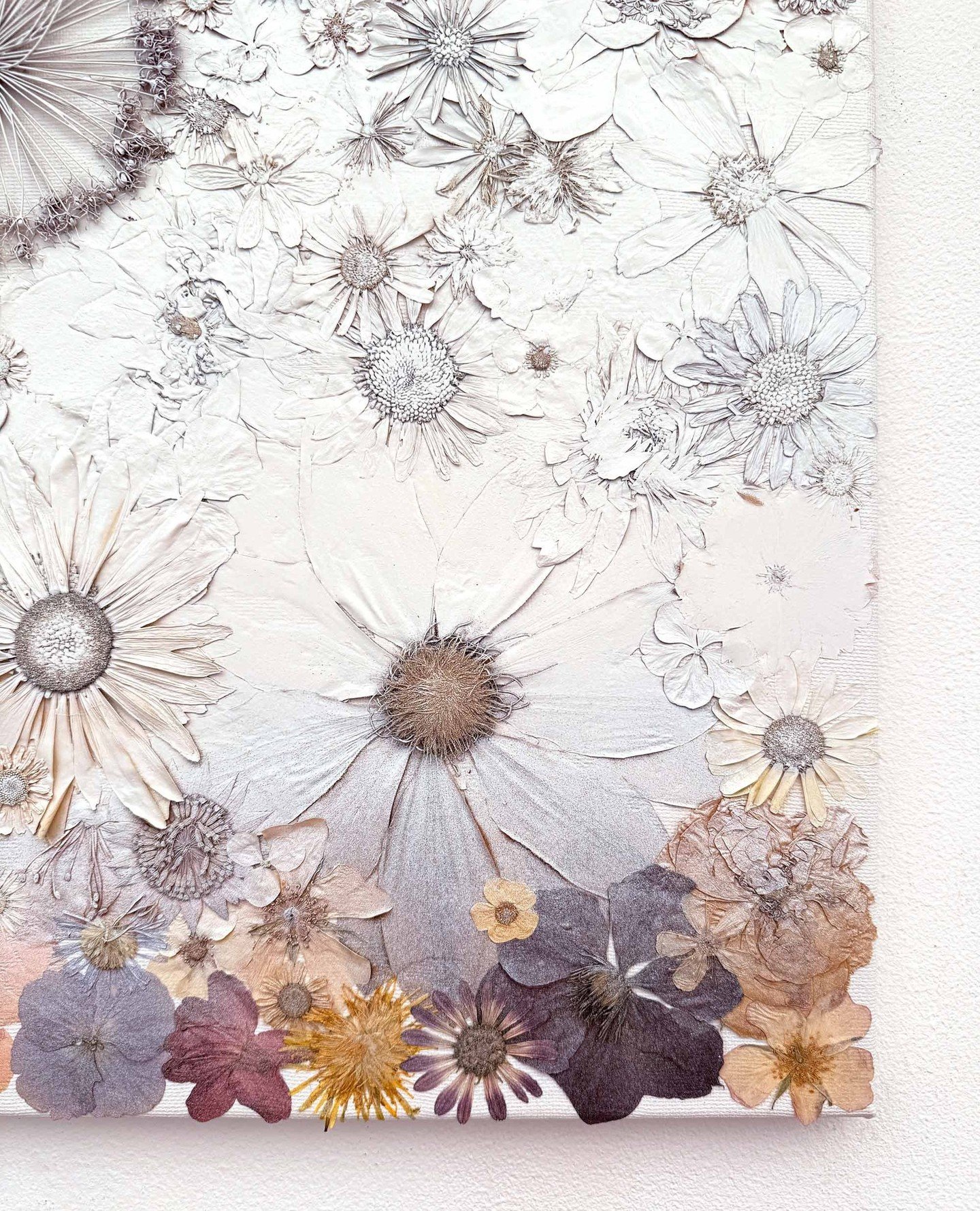 An exercise in control. Natural colour almost erased but not entirely.⁠
This small section of untouched flowers will change gradually over time.⁠
⁠
"Only White"⁠
⁠
31x41cm⁠
⁠
Pressed flowers on canvas oversprayed with white acrylic paint⁠
⁠