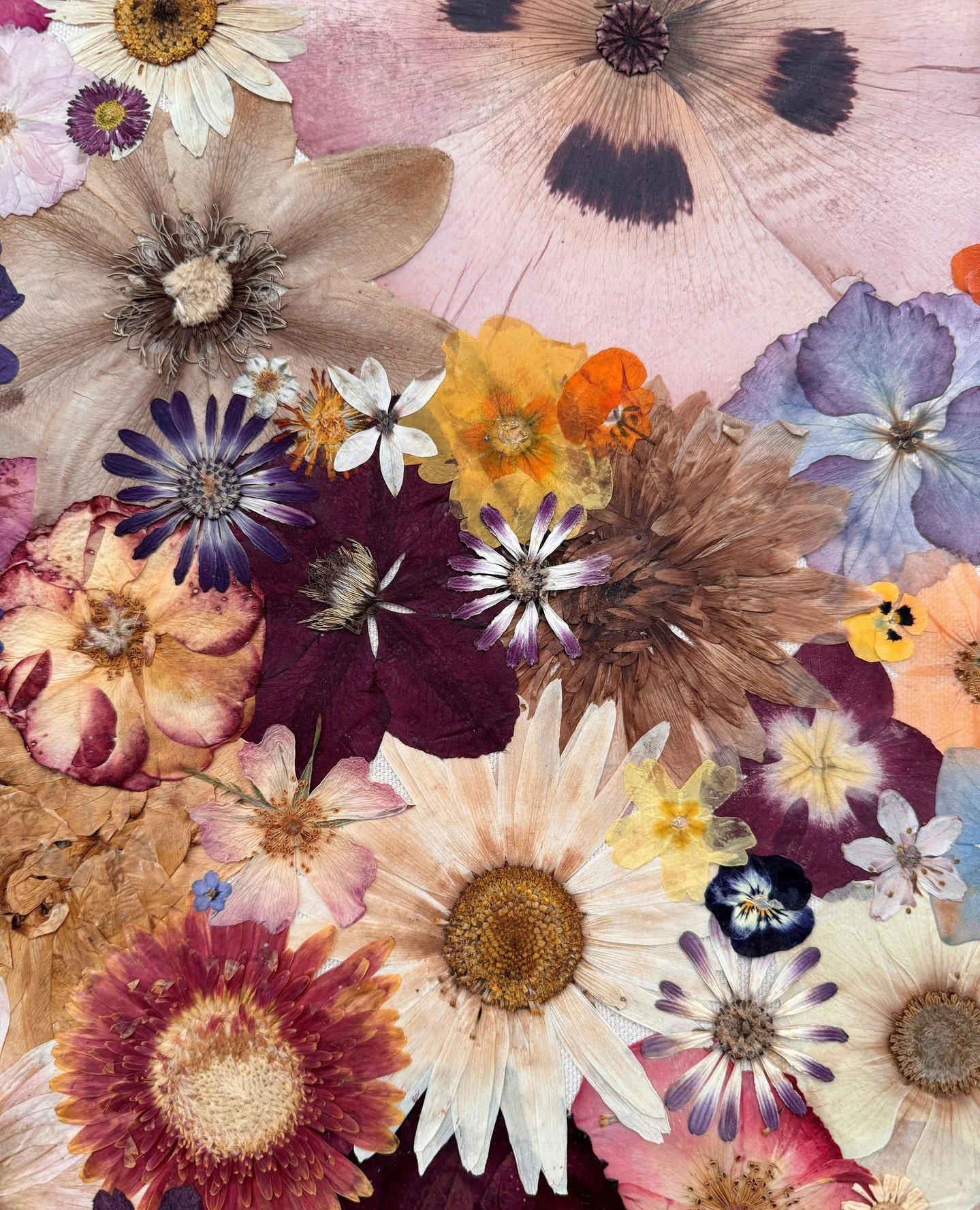 Natural colour changes.⁠
⁠
#contemporaryart⁠
#conceptualart⁠
#botanicalart⁠
#pressedflowers⁠
#colourstudies⁠
#materialpractice⁠
#artprocess⁠
#installationart⁠