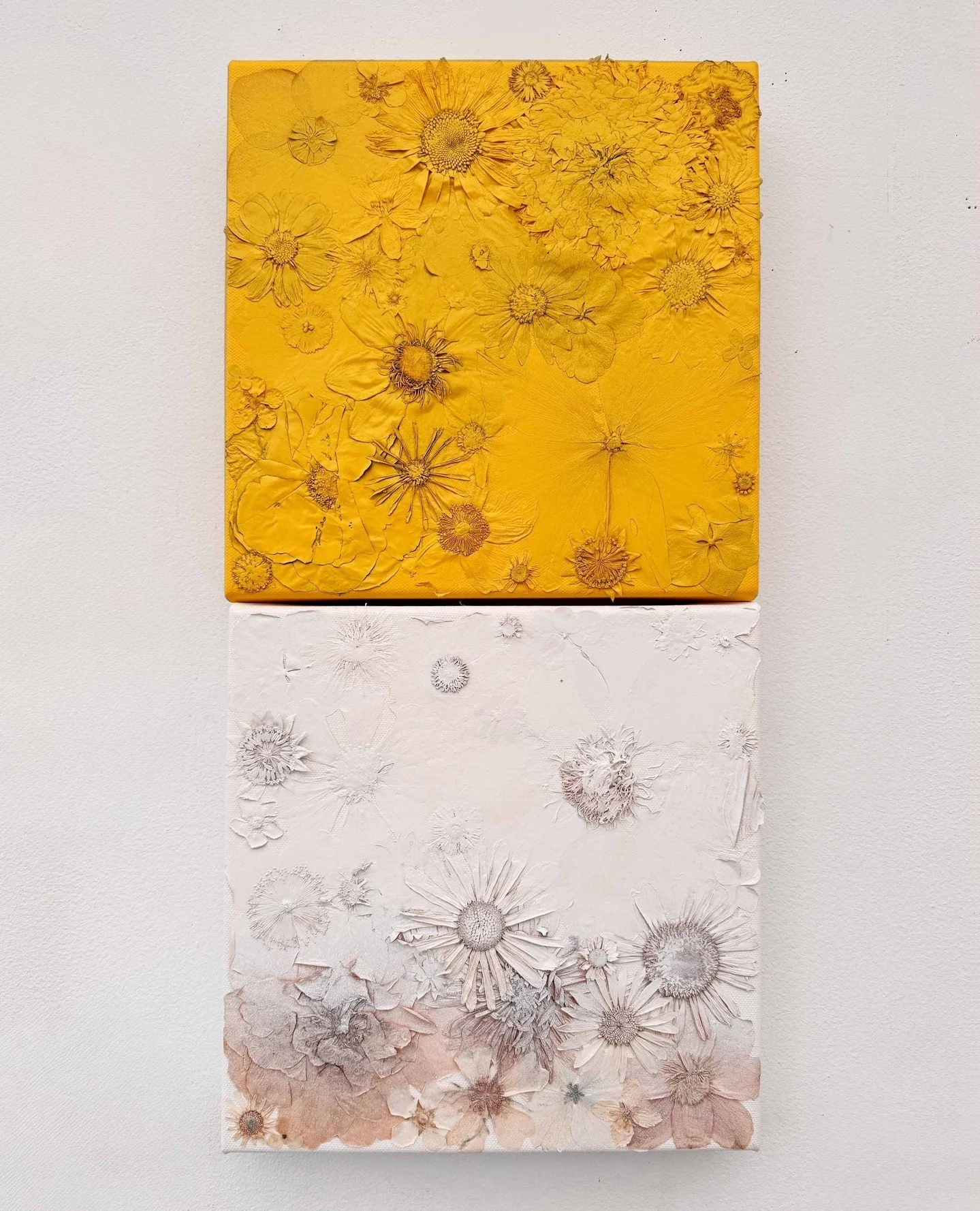 'Yellow and White'⁠
⁠
Pressed flowers on canvas over-sprayed with acrylic paint.⁠
25cm x 50cm⁠
(made up of two square panels)⁠
⁠
⁠
#contemporaryart⁠
#conceptualart⁠
#botanicalart⁠
#pressedflowers⁠
#colourstudies⁠
#materialpractice⁠
#artprocess⁠
#inst