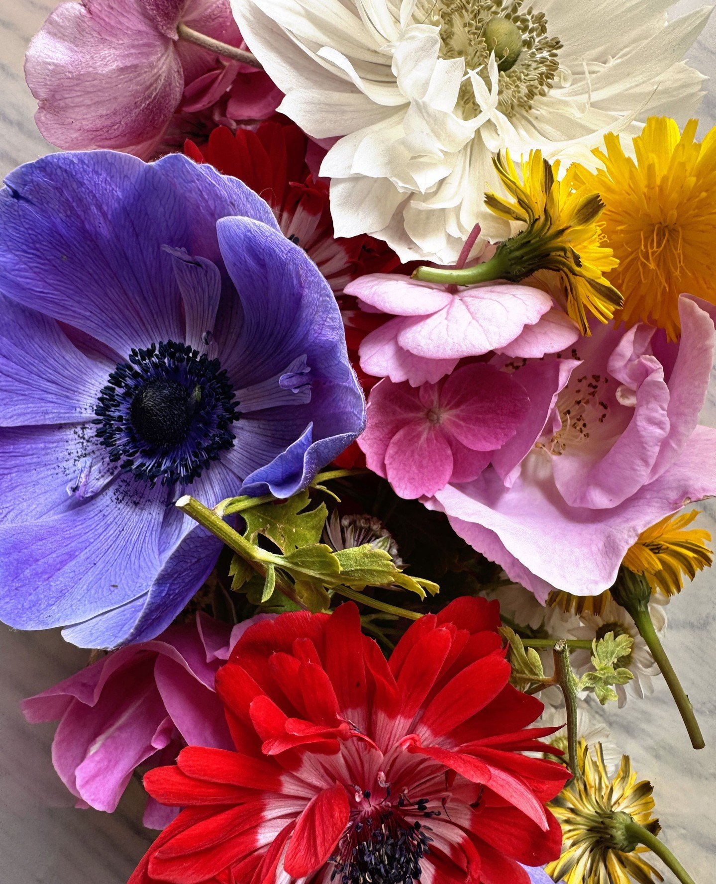 Photo from late summer. 🌸 ⁠
I&rsquo;m definitely looking at flowers differently since I started casting them, noticing shapes and textures more. Although sometimes I still just choose them because I love the colours. ⁠
⁠
#botanicalart #flowers #arti