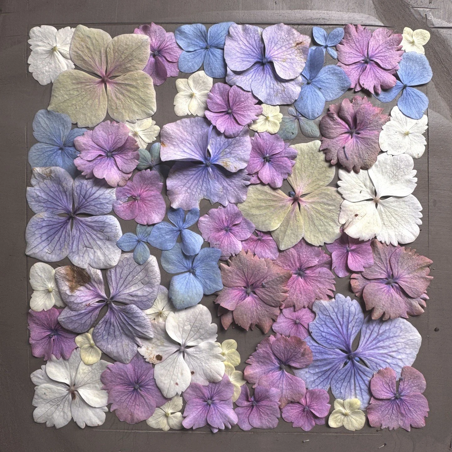 From flowers to plaster&hellip; ⁠
I love this part of the process, arranging all the individual flowers before casting them, then seeing which tiny details and imperfections have been captured in the finished piece. ⁠
⁠
#botanicalart #pressedflowers 
