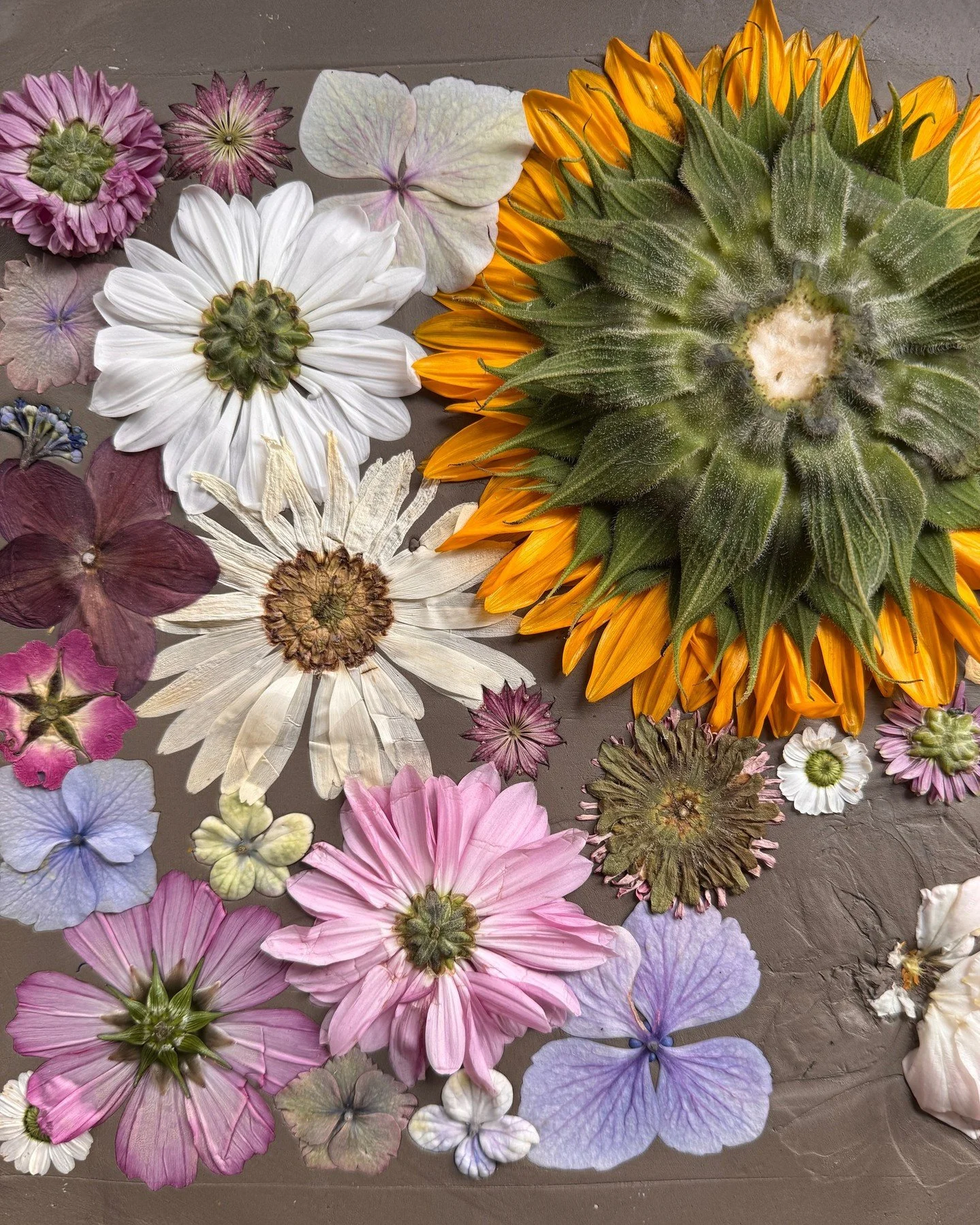 Work in progress 🌸

For this piece I pressed lots of different flowers into clay, overlapping stems, petals and flower heads to create one densely packed surface.

I love how some flowers remain instantly recognisable while others almost disappear.

