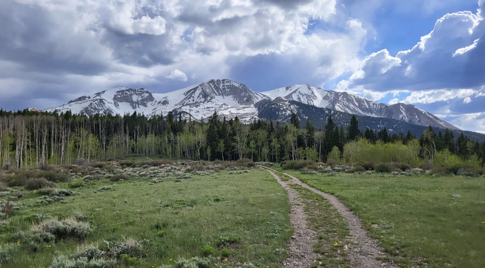 Photo of mixed-forest on Mt. Sopris by Annalise Grueter