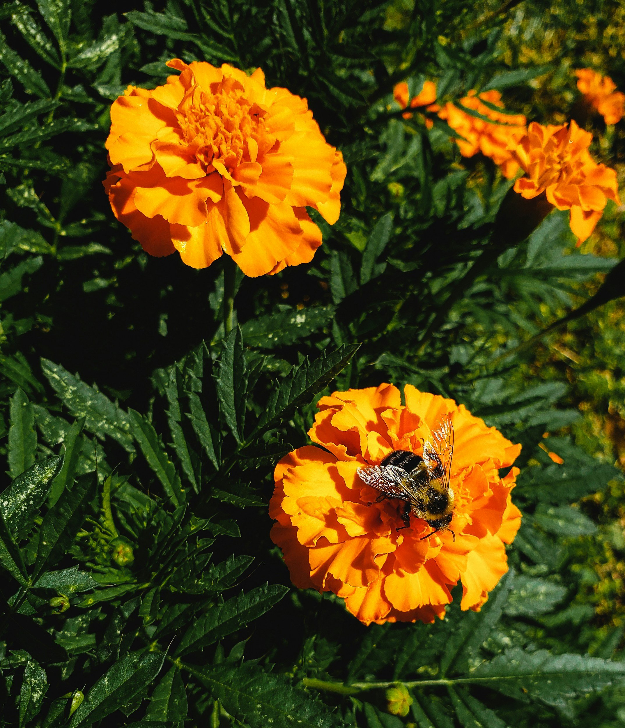 Marigold