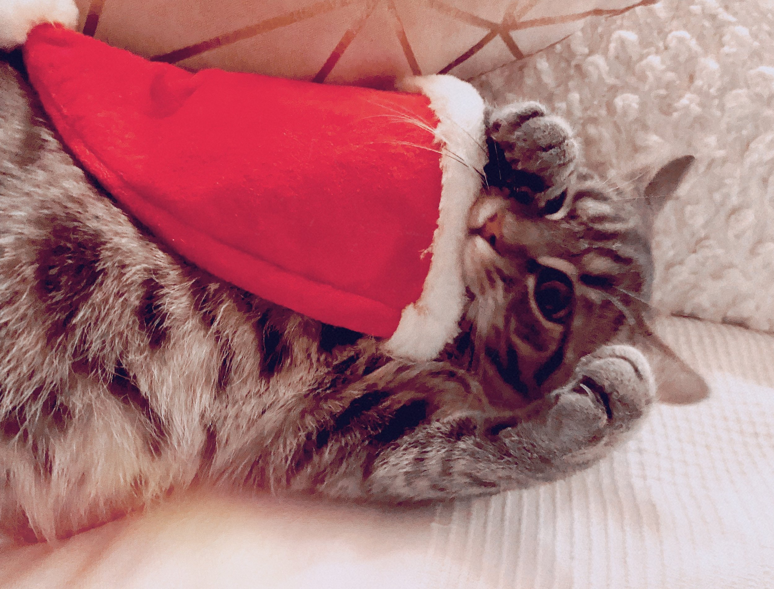 xmas but not rly 