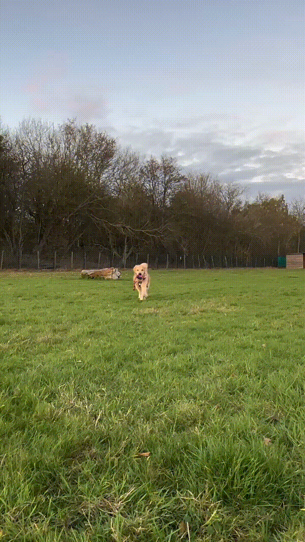 Playful puppy lying on grass with toilet paper roll