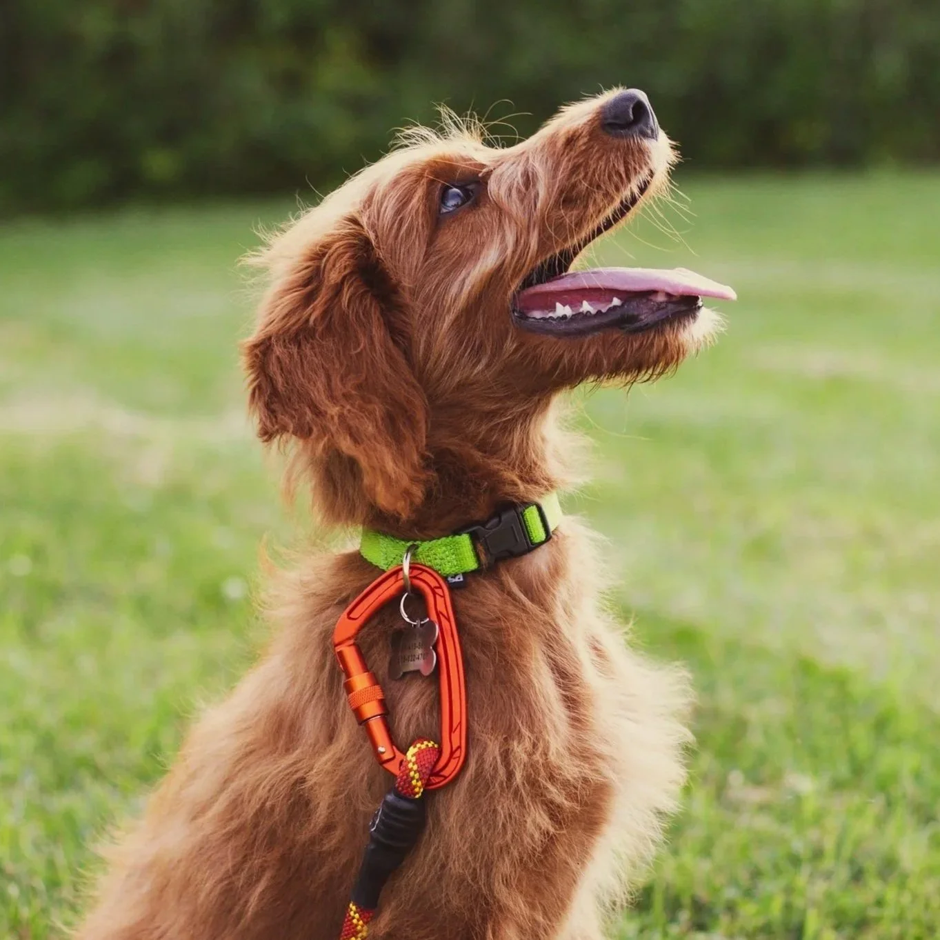 A happy dog sitting outdoors on a grassy field with its mouth open and tongue out, wearing a green collar and an orange dog harness with a leash attached.
