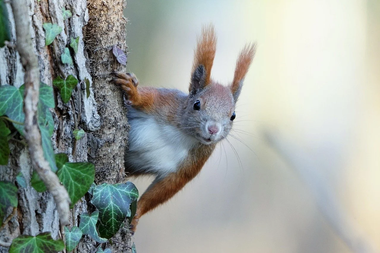 Peur ou Phobie ? Apprivoiser sa Zoophobie grâce aux TCC