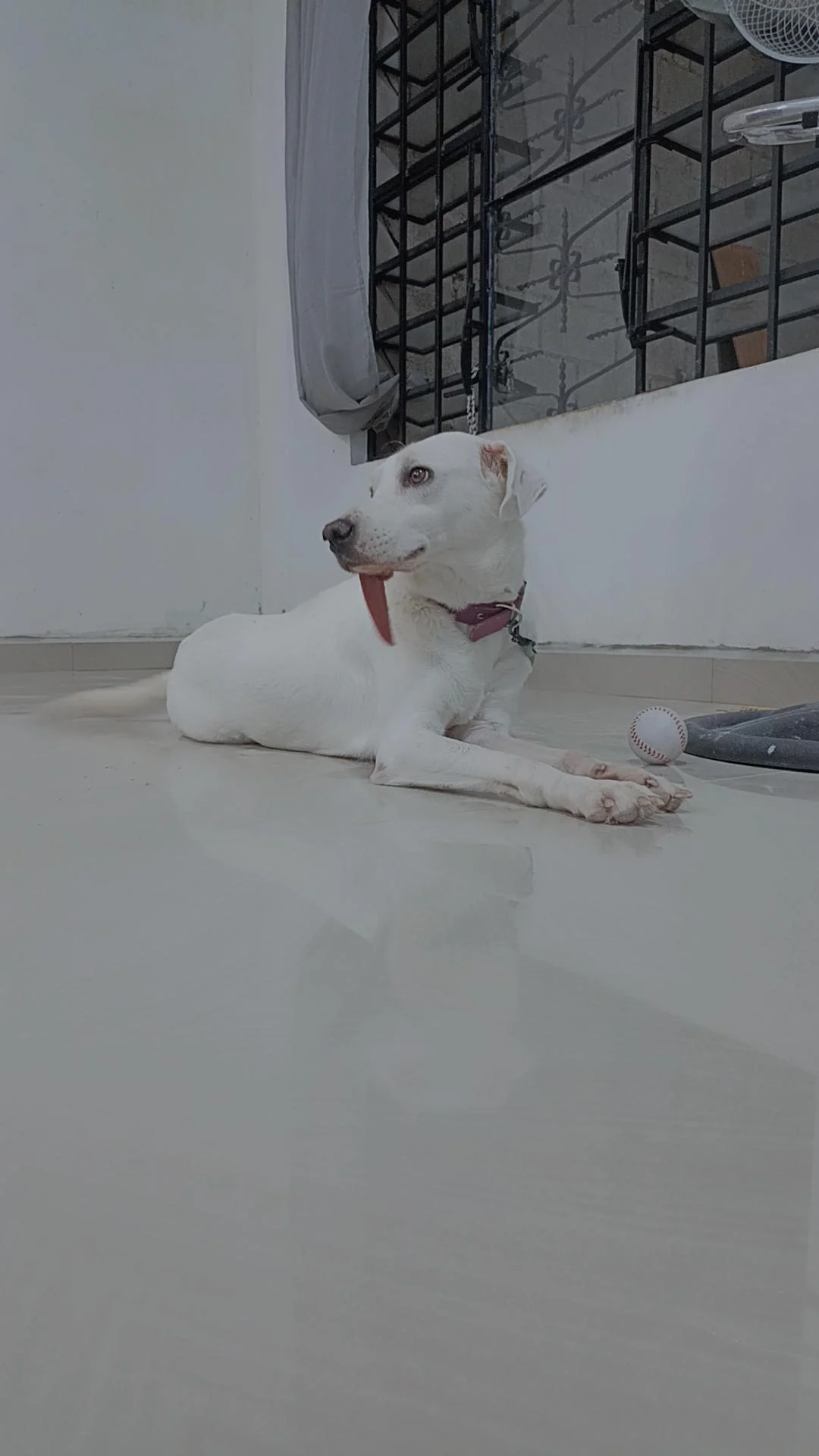  Kia ❤️

Me enseñaste que hay que vivir el momento presente. A que todo pasa, a que la vida está llena de instantes únicos. Me diste fuerza cuando ésta me faltaba, y alegría en mis días tristes.

Te fuiste tal y cómo eras, con tu dulce mirada en los 